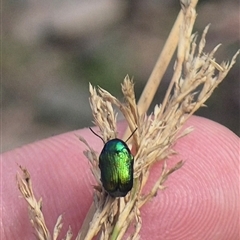 Aporocera (Aporocera) jacksoni at Bungendore, NSW - 2 Jan 2025