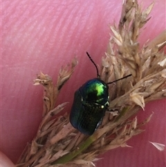 Aporocera (Aporocera) jacksoni at Bungendore, NSW - 2 Jan 2025