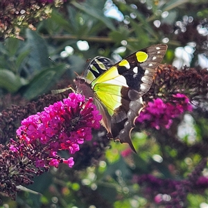 Graphium macleayanum at Braidwood, NSW - 3 Jan 2025 09:10 AM