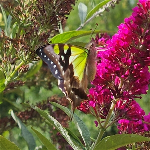 Graphium macleayanum at Braidwood, NSW - 3 Jan 2025 09:10 AM