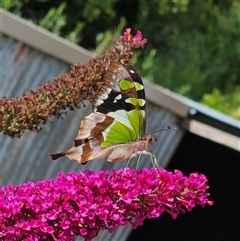 Graphium macleayanum at Braidwood, NSW - 3 Jan 2025 09:10 AM