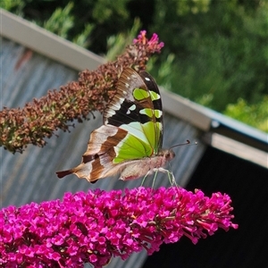 Graphium macleayanum at Braidwood, NSW - 3 Jan 2025 09:10 AM