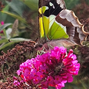 Graphium macleayanum at Braidwood, NSW - 3 Jan 2025 09:10 AM