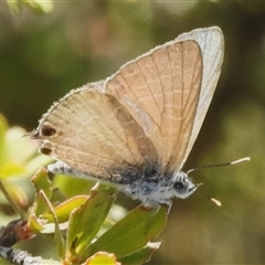 Theclinesthes miskini (Wattle Blue) at Booth, ACT - 3 Jan 2025 by JohnBundock