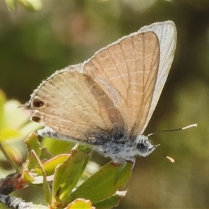 Theclinesthes miskini (Wattle Blue) at Booth, ACT by JohnBundock