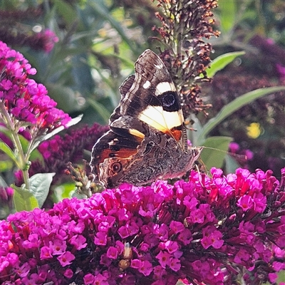 Vanessa itea (Yellow Admiral) at Braidwood, NSW - 2 Jan 2025 by MatthewFrawley