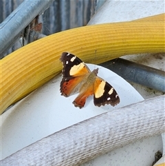 Vanessa itea at Braidwood, NSW - 3 Jan 2025 09:10 AM