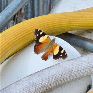 Vanessa itea at Braidwood, NSW - 3 Jan 2025 09:10 AM