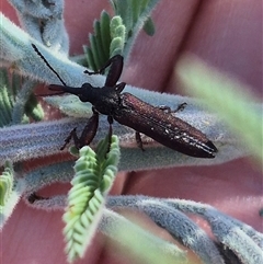 Rhinotia phoenicoptera (Belid weevil) at Bungendore, NSW - 3 Jan 2025 by clarehoneydove