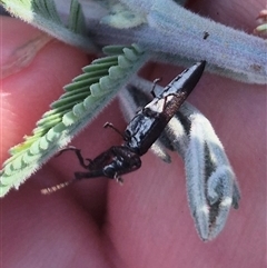 Rhinotia phoenicoptera at Bungendore, NSW - suppressed