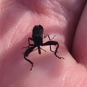 Rhinotia phoenicoptera at Bungendore, NSW - suppressed