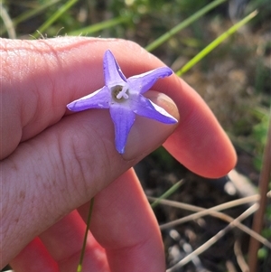 Wahlenbergia stricta subsp. stricta (Tall Bluebell) at Forbes Creek, NSW by clarehoneydove