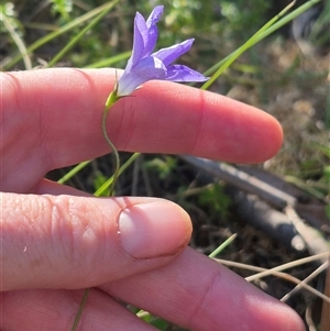 Wahlenbergia stricta subsp. stricta at Forbes Creek, NSW - 28 Dec 2024