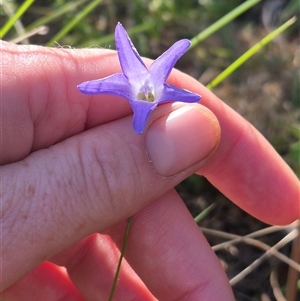 Wahlenbergia stricta subsp. stricta at Forbes Creek, NSW - 28 Dec 2024