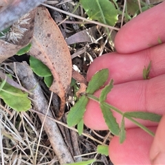 Wahlenbergia stricta subsp. stricta at Forbes Creek, NSW - 28 Dec 2024