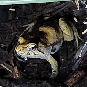 Unidentified Frog at Deakin, ACT by Ct1000