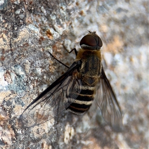 Villa sp. (genus) (Unidentified Villa bee fly) at Braddon, ACT by Hejor1