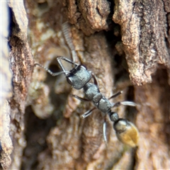 Myrmecia piliventris (Golden tail bull ant) at Braddon, ACT - 2 Jan 2025 by Hejor1