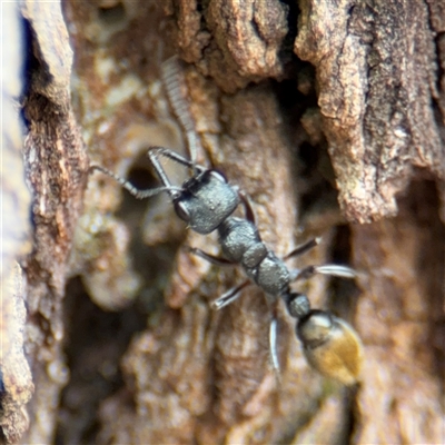 Myrmecia piliventris (Golden tail bull ant) at Braddon, ACT - 2 Jan 2025 by Hejor1