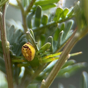 Australomisidia pilula (Lozenge-shaped Flower Spider) at Turner, ACT by Hejor1