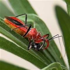 Gminatus australis (Orange assassin bug) at Turner, ACT - 2 Jan 2025 by Hejor1