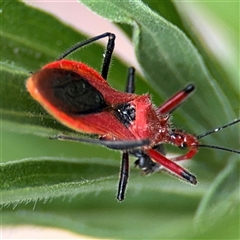 Gminatus australis at Turner, ACT - 2 Jan 2025