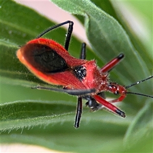 Gminatus australis at Turner, ACT - 2 Jan 2025