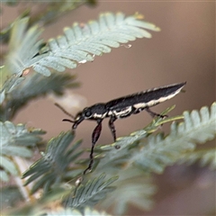 Rhinotia sp. (genus) (Unidentified Rhinotia weevil) at Braddon, ACT - 2 Jan 2025 by Hejor1