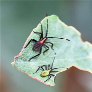 Amorbus sp. (genus) at Braddon, ACT - 2 Jan 2025