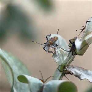 Amorbus sp. (genus) at Braddon, ACT - 2 Jan 2025