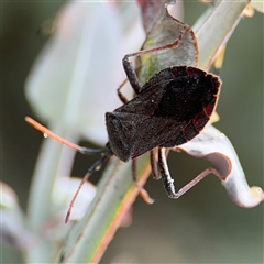 Amorbus sp. (genus) at Braddon, ACT - 2 Jan 2025