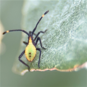 Amorbus sp. (genus) at Braddon, ACT - 2 Jan 2025