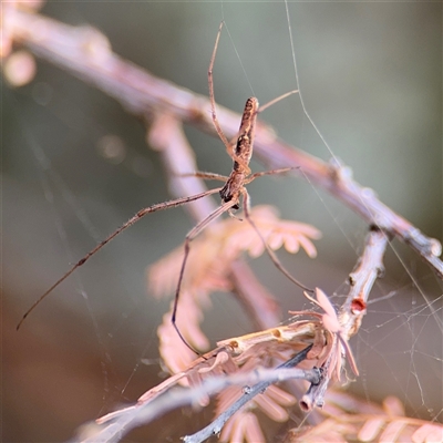 Tetragnatha sp. (genus) (Long-jawed spider) at Braddon, ACT - 2 Jan 2025 by Hejor1