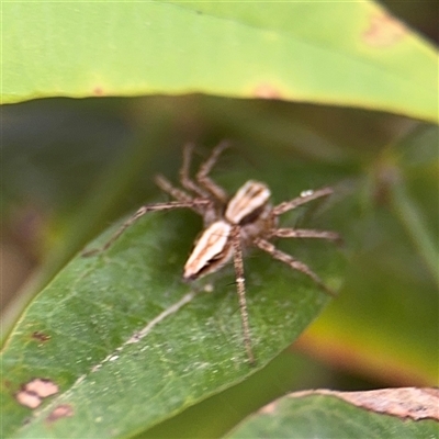 Oxyopes (genus) (Lynx spider) at Turner, ACT - 2 Jan 2025 by Hejor1
