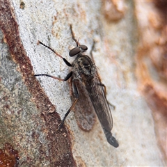 Cerdistus sp. (genus) (Slender Robber Fly) at Braddon, ACT - 2 Jan 2025 by Hejor1