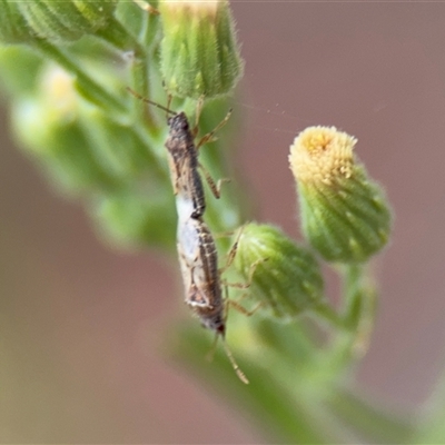 Nysius sp. (genus) (Seed bug) at Braddon, ACT - 2 Jan 2025 by Hejor1