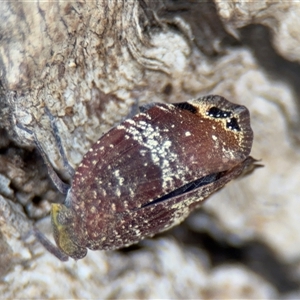 Platybrachys decemmacula at Braddon, ACT - 2 Jan 2025