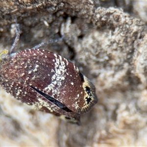 Platybrachys decemmacula at Braddon, ACT - 2 Jan 2025