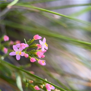 Centaurium sp. at Kambah, ACT - 3 Jan 2025 05:45 PM