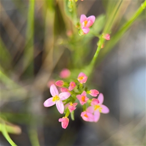 Centaurium sp. at Kambah, ACT - 3 Jan 2025 05:45 PM