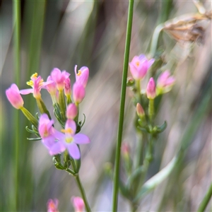 Centaurium sp. at Kambah, ACT - 3 Jan 2025 05:45 PM