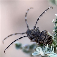 Ancita australis (Longicorn or longhorn beetle) at Kambah, ACT - 3 Jan 2025 by Hejor1