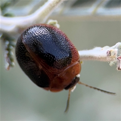 Dicranosterna immaculata (Acacia leaf beetle) at Kambah, ACT - 3 Jan 2025 by Hejor1