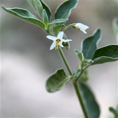 Solanum chenopodioides (Whitetip Nightshade) at Kambah, ACT - 3 Jan 2025 by Hejor1