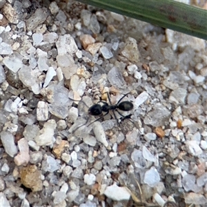 Formicidae (family) at Kambah, ACT - 3 Jan 2025 05:52 PM