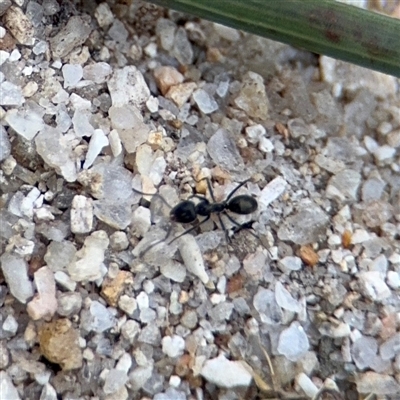 Formicidae (family) (Unidentified ant) at Kambah, ACT - 3 Jan 2025 by Hejor1