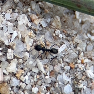 Formicidae (family) at Kambah, ACT - 3 Jan 2025 05:52 PM