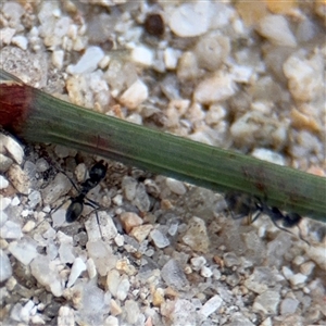 Formicidae (family) at Kambah, ACT - 3 Jan 2025 05:52 PM