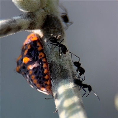 Icerya acaciae (Acacia mealy bug) at Kambah, ACT - 3 Jan 2025 by Hejor1