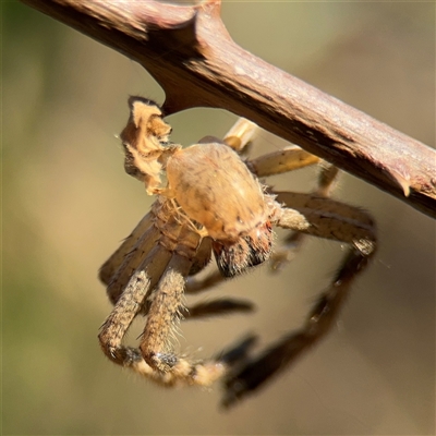 Neosparassus calligaster (Beautiful Badge Huntsman) at Kambah, ACT - 3 Jan 2025 by Hejor1